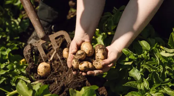 Händer håller nyskördade potatisar ur jorden. En grep ligger bredvid, redo för mer jord till potatis.