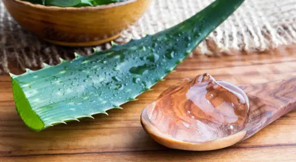 Aloe vera-gel på en träsked bredvid ett blad. Vissa delar av aloe vera är giftiga, så var försiktig.