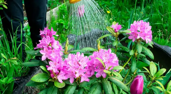 Vattning av vackra rosa rhododendronblommor. En person vattnar sina nyplanterade rhododendron i trädgården.