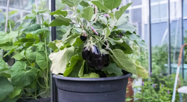 En planta med mörka auberginer växer i en svart kruka. Det är en fin illustration av hur man kan odla aubergine i kruka.