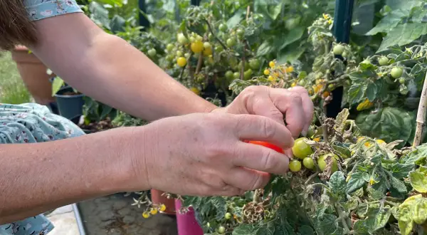 Händer plockar en röd tomat från en planta i växthus. Det är spännande att odla tomater och se dem växa.