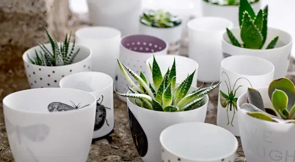 En samling vita krukor med olika mönster, inklusive prickar och insekter, som rymmer olika aloe vera sorter och suckulenter.