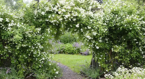 En blomstrande klematis spaljé bildar en grönskande portal till en lummig trädgård med gräsmatta och lila blommor.