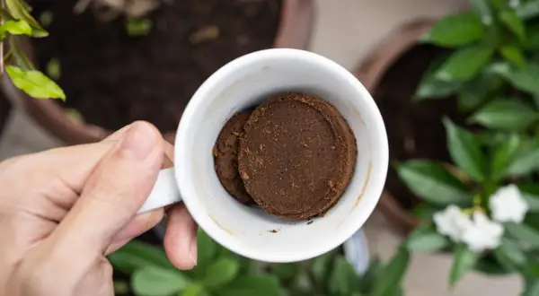 En hand håller en vit mugg med två kompakta puckar av kaffesump. Kanske för att ge näring åt hallonbusken i bakgrunden.