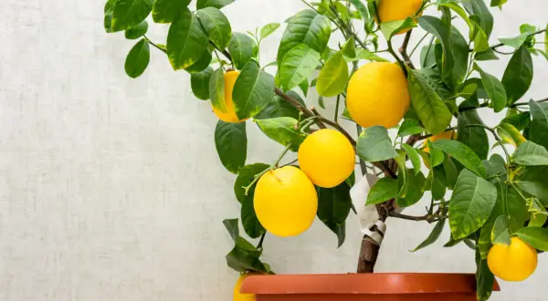 Citroner hänger mogna på en gren. Undrar du hur lång tid det tar att odla citron?