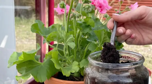 En hand tar kaffesump med en sked ur ett glasburk för att ge näring till en rabarberplanta.