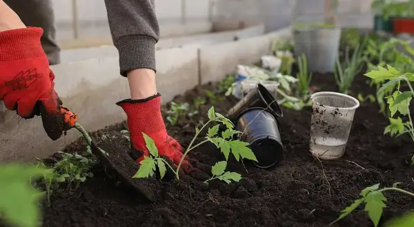 Hand i röd handske planterar tomatplanta i mörk såjord eller planteringsjord i växthus.