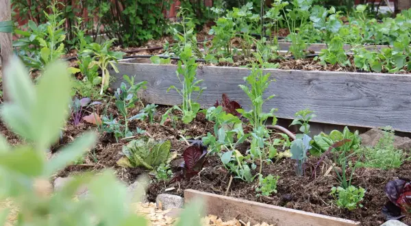 En samplantering tabell med sallat, kål och örter i en upphöjd bädd.