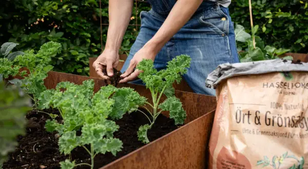 Person odlar grönkål i en rostig pallkrage och fyller på med jord från en påse Hasselfors Garden.