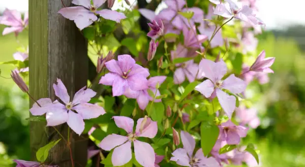 A cluster of light pink clematis flowers with green leaves climbing a wooden post.