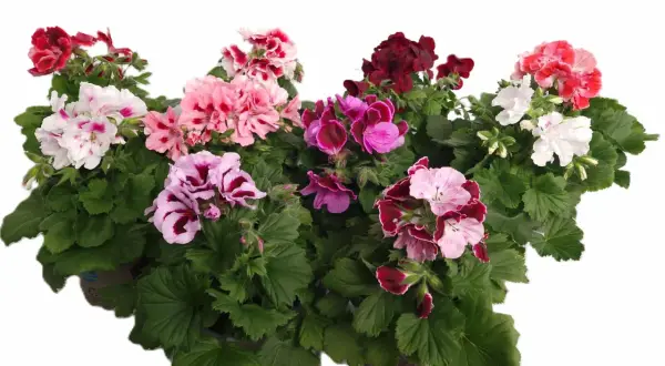 En samling vackra engelska pelargoner i olika färger, från djuprött till rosa och vitt, med gröna blad.