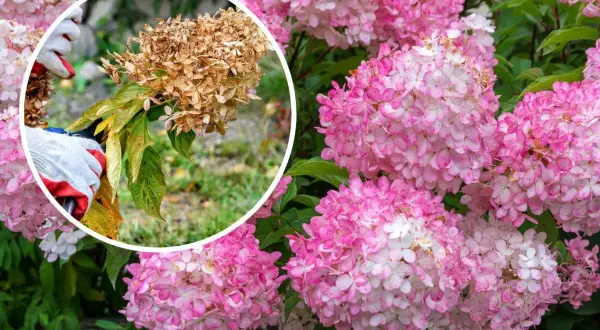 Här beskärs en hortensia. En hand med handske håller en sekatör mot en vissnad blomställning, medan friska rosa blommor syns i bakgrunden.
