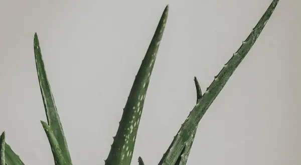 Gröna, taggiga blad från en aloe vera-växt mot en ljus bakgrund. En vacker aloe vera blomma som växer.