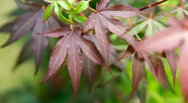 Acer palmatum-löv i mörka nyanser av lila och grönt, med en mjuk bakgrund.