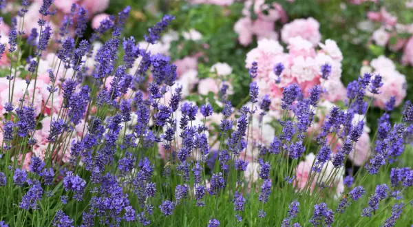 Vacker rabatt med lila lavendel och rosa rosor. En bi surrar bland lavendelblommorna, redo att plantera lavendel i rabatt.
