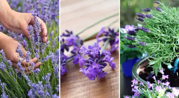 Händer skördar lavendel. En bukett lavendel på träbord. En grönskande lavendel i kruka.