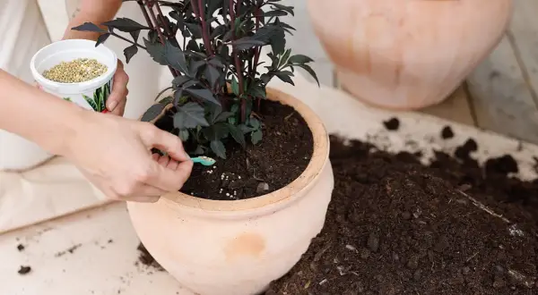En person tillsätter näring till en mörkbladig växt i en terrakottakruka. Frågan är om kan blomjord bli gammal och tappa sin näring.