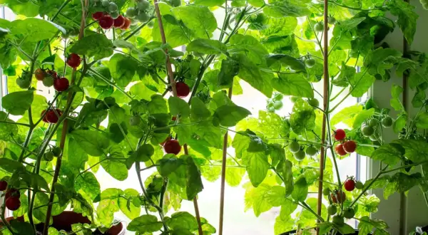 Tomatplantor i hinkar som växer vid ett fönster. Röda och gröna tomater hänger från frodiga gröna bladverk. En härlig syn för den som vill odla tomater i hink.