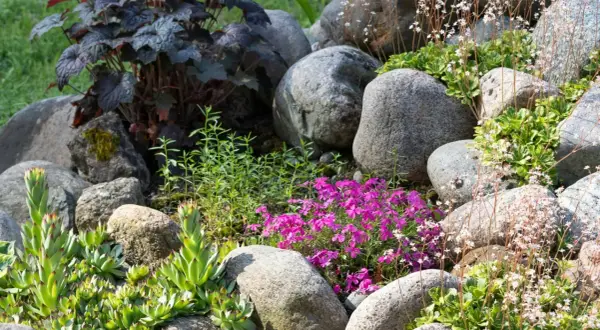 En stenpartiträdgård med gammaldags perenner som taklök, purpurblad och rosa blommor.