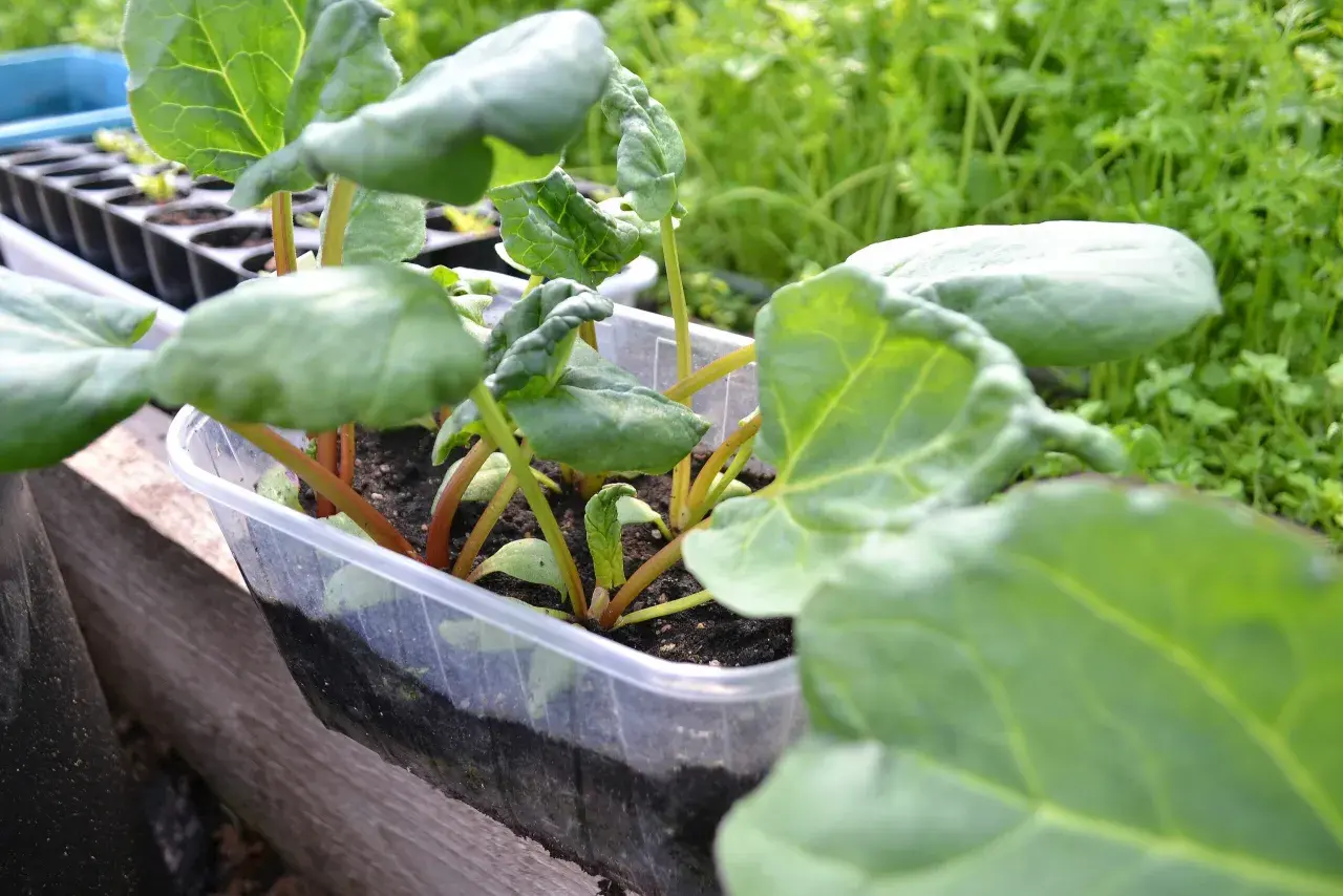 Små plantor av så rabarber i en plastlåda, redo att planteras ut.