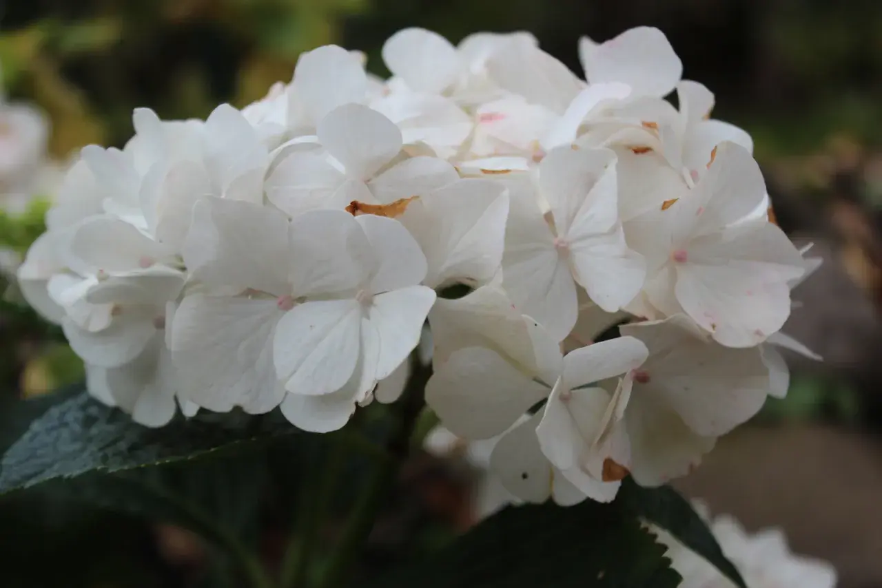 En klase vita hortensia blommor med rosa prickar, som växer i fuktig jord.