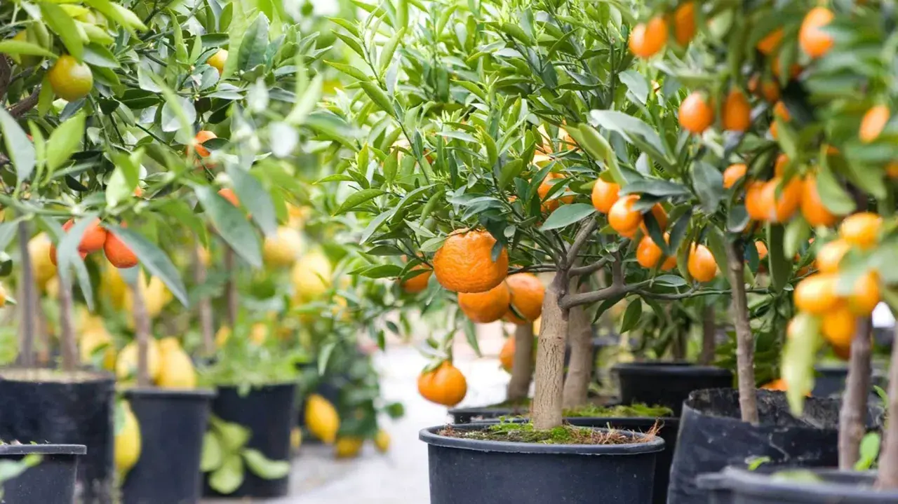 Rad med clementin planta i krukor, fulla av mogna, saftiga frukter.