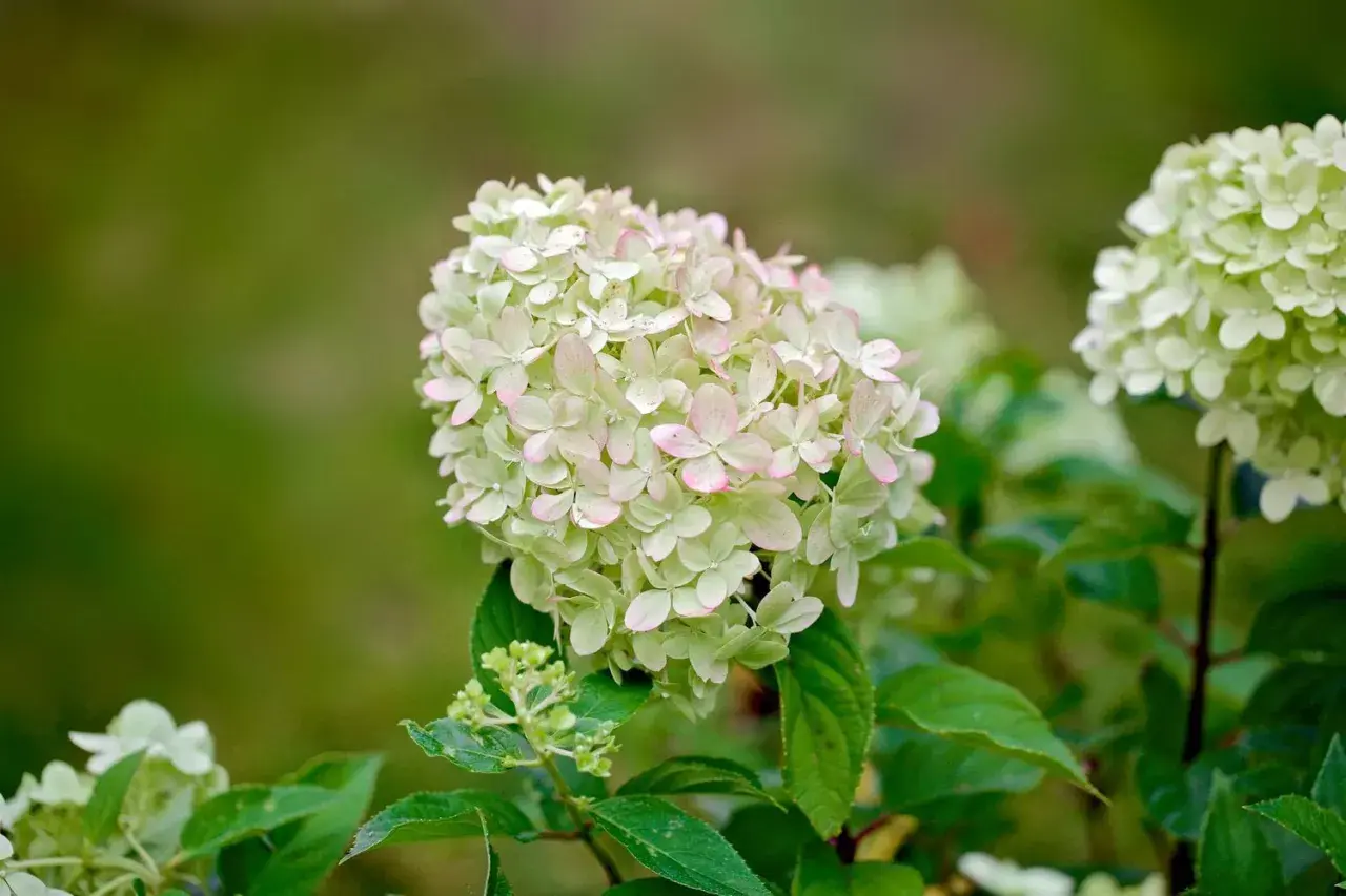 En vacker vipphortensia på stam med ljusgröna blommor som övergår i rosa vid kanterna. En sommarfavorit i trädgården.