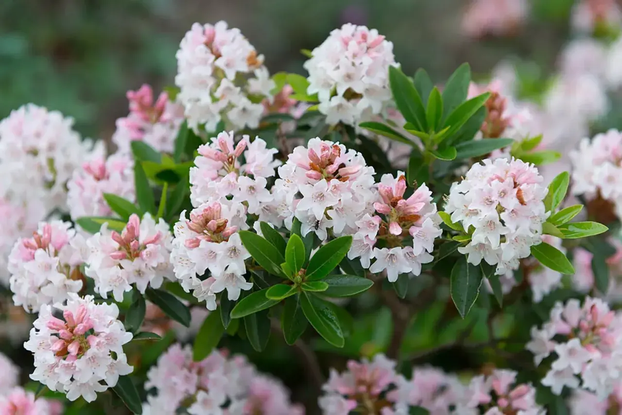 En buske med många små, ljusrosa och vita blommor. En av många vackra rhododendron sorter som blommar i trädgården.