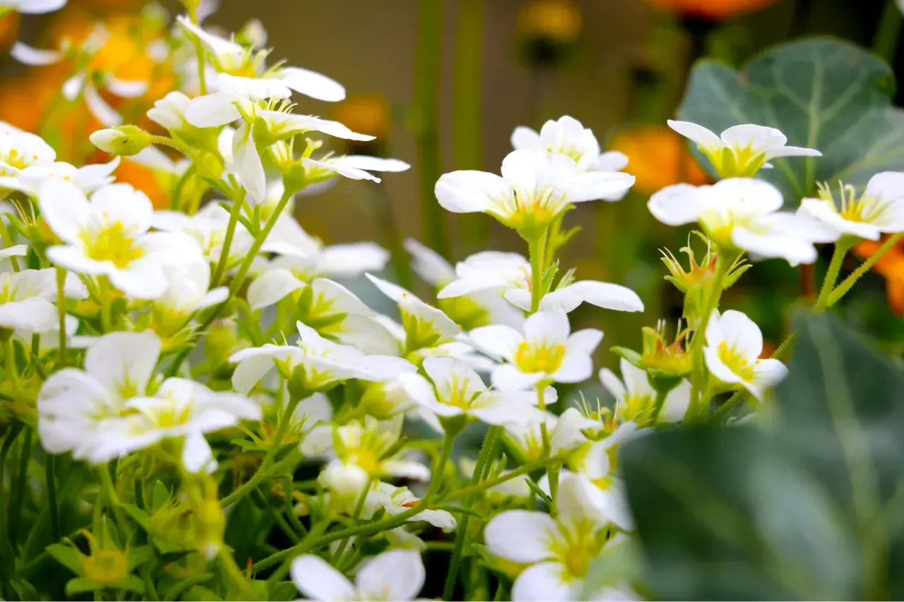 En matta av vita perenner blommar i solljus. Deras små, vita kronblad med gula centra skapar en drömsk scen.