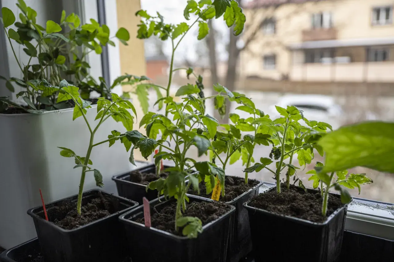 Små tomatplantor i svarta krukor på fönsterbrädan. Bra att veta hur stor kruka till tomat för framtida plantering.