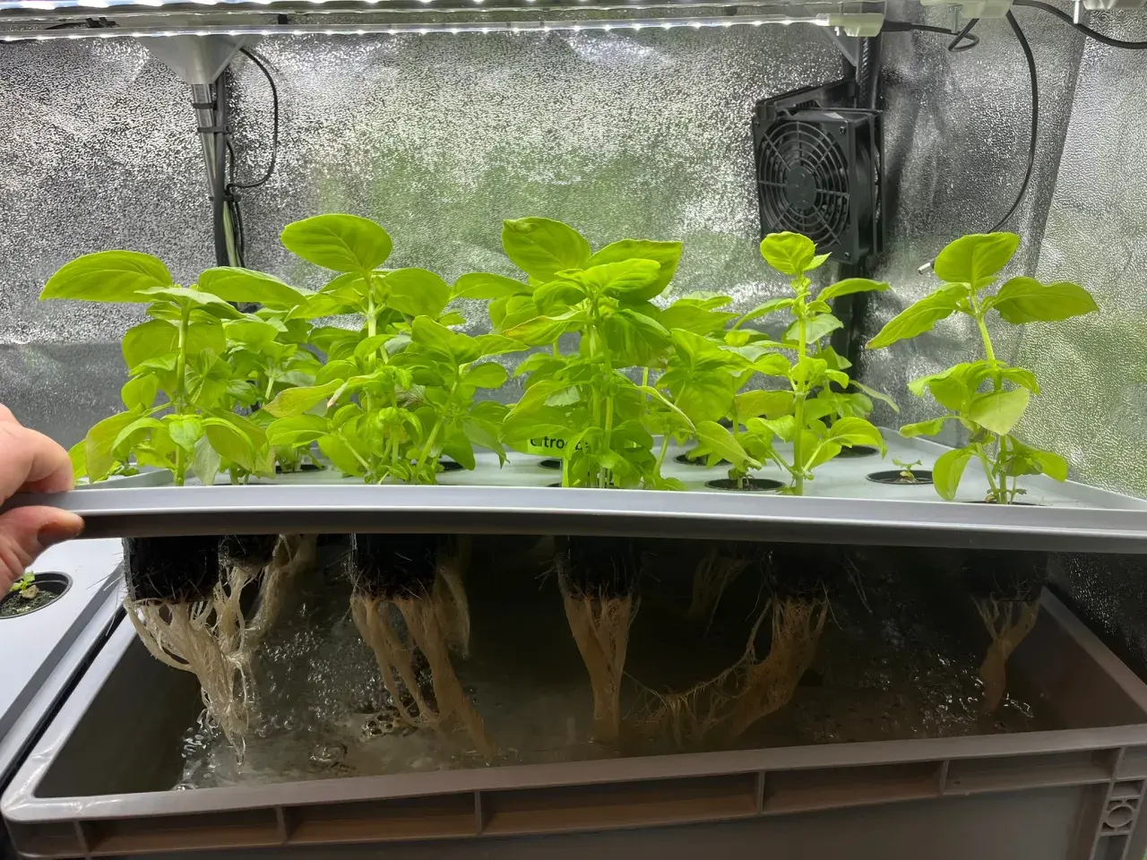 Fräscha basilika plantor växer i ett hydroponiskt system. De frodiga gröna bladen syns ovanför, medan de vita rötterna hänger ner i näringslösningen.