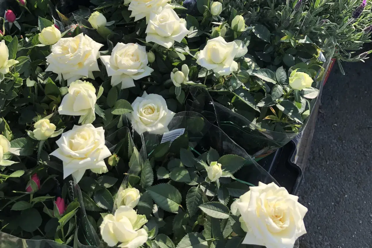 En grupp vackra vita rosor i kruka, några med knoppar, omgivna av gröna blad.