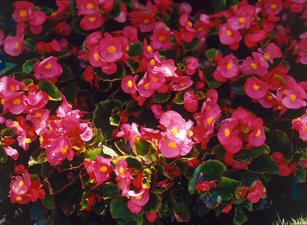 En tät matta av rosa begonia utomhus, med sina karakteristiska blommor och mörkgröna blad, skapar en levande färgklick.