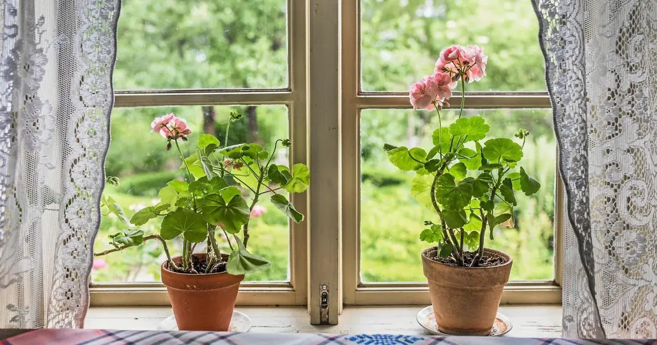Två krukor med rosa pelargon Mårbacka står på en fönsterbräda. Genom fönstret syns en grönskande trädgård.