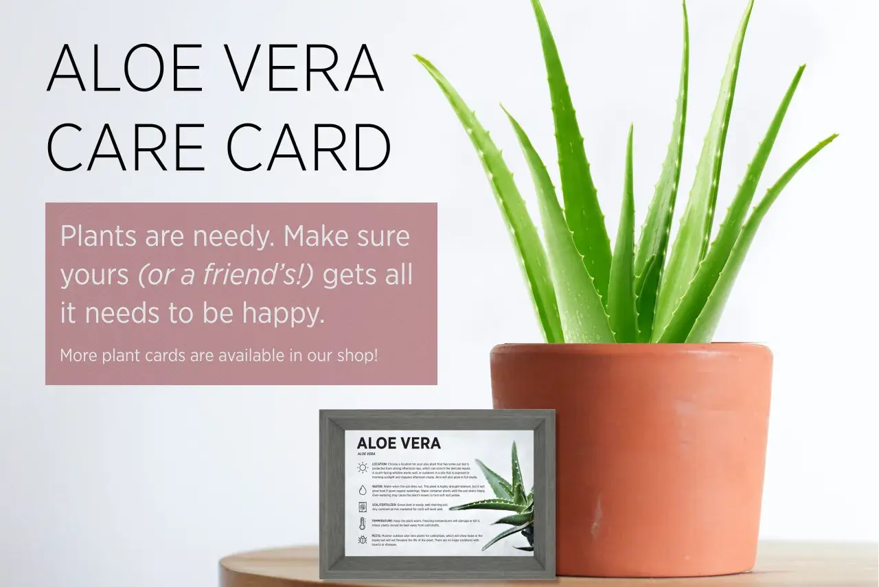 En frodig aloe vera-planta i en terrakottakruka, bredvid ett kort med skötselråd för falsk aloe vera.