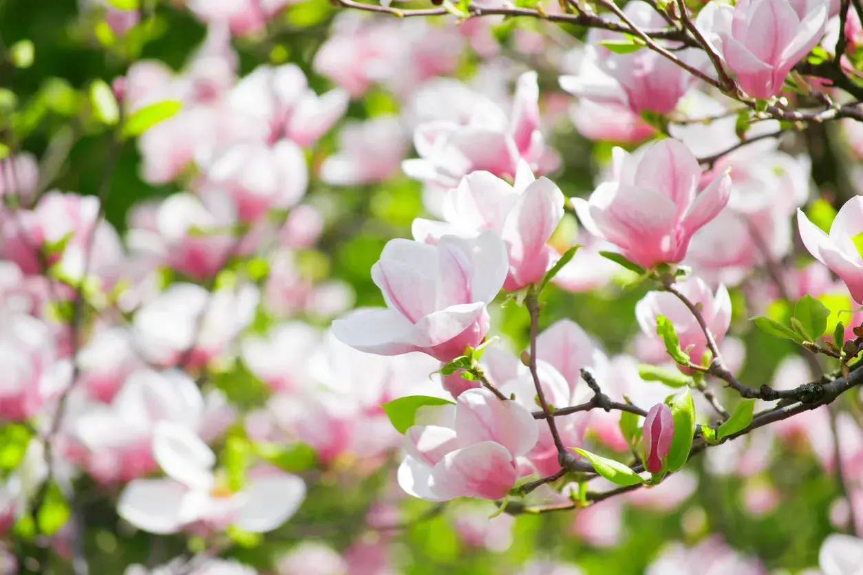 Vacker magnolia i kruka blommar med rosa och vita blommor mot en grön bakgrund. En perfekt vårscen.