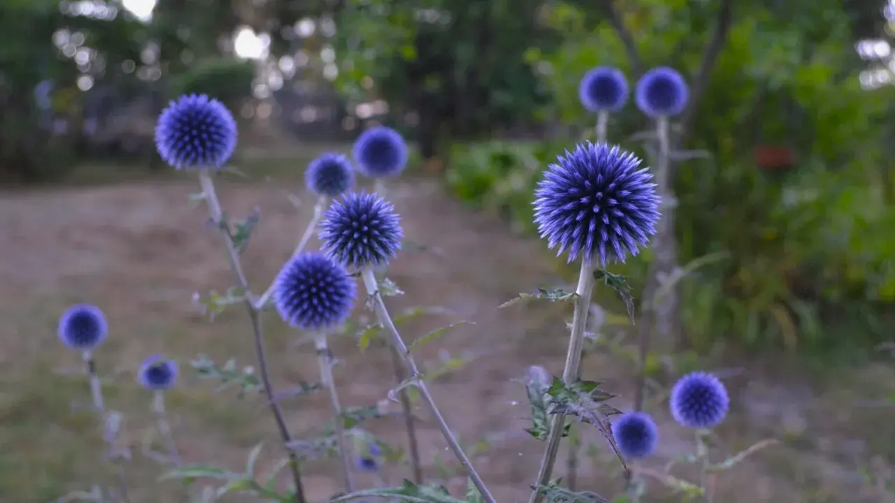 Flera blå blommor, perenner, med taggiga kronblad växer i en trädgård.