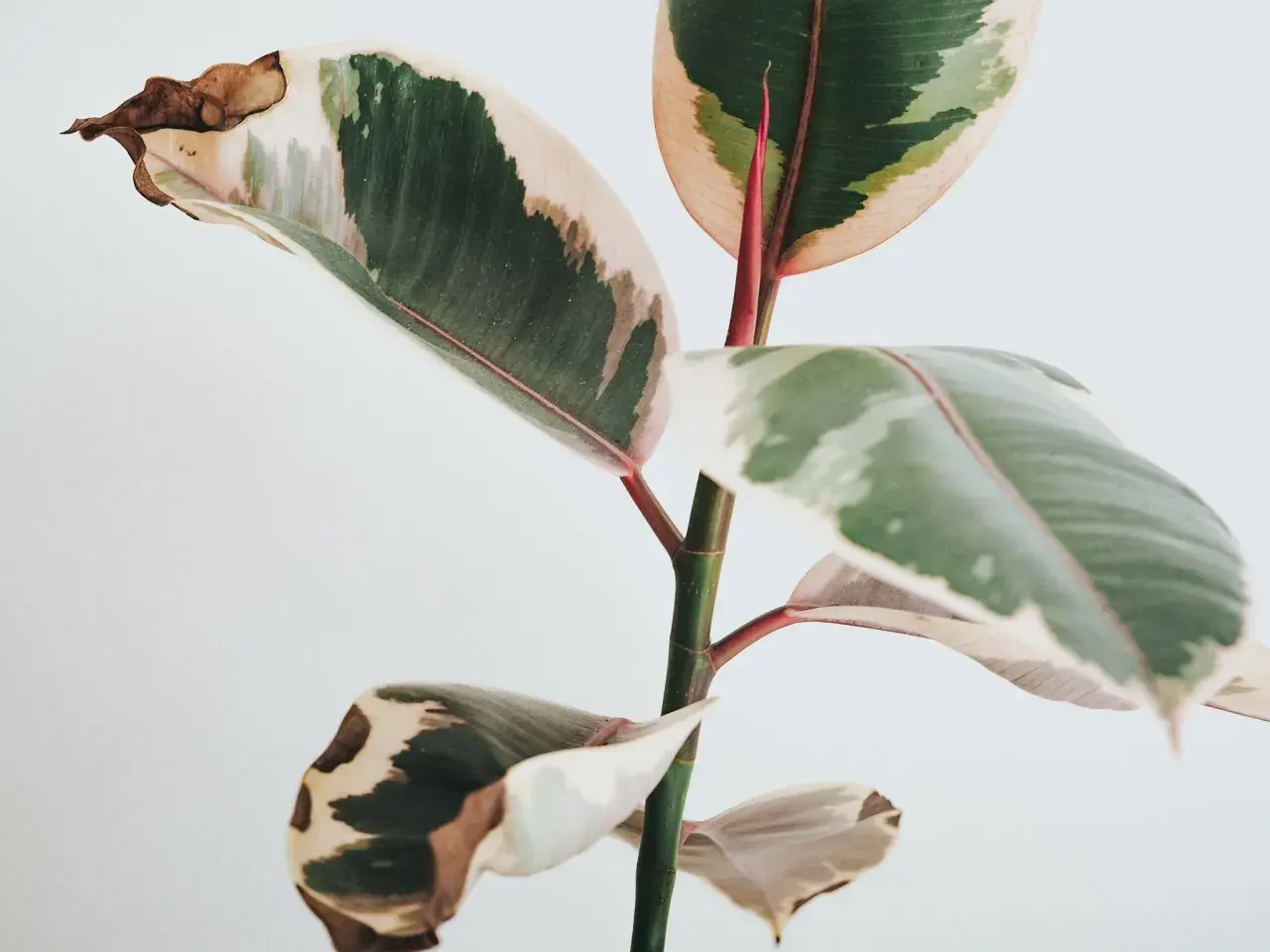 Fikus med gröna, vita och rosa blad. Vissa blad har bruna prickar och torra kanter.