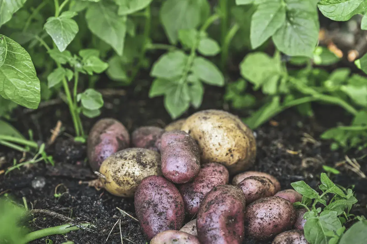 Färska, jordiga potatisar, både röda och gula, ligger på mörk jord bland gröna blad. En härlig skörd som visar hur man kan odla potatis i halm.
