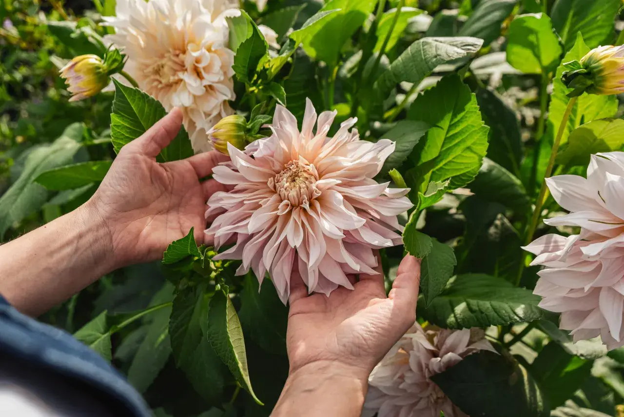 Händer som varsamt håller en stor, ljusrosa dahlia i kruka. Blomman har många kronblad och omges av gröna blad.
