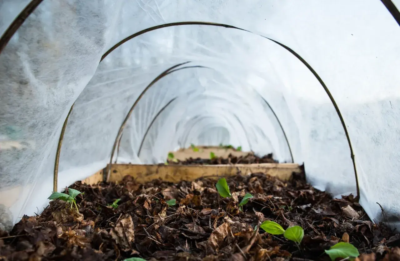 Små plantor spirar i mullrik jord under en tunnel av fiberduk.