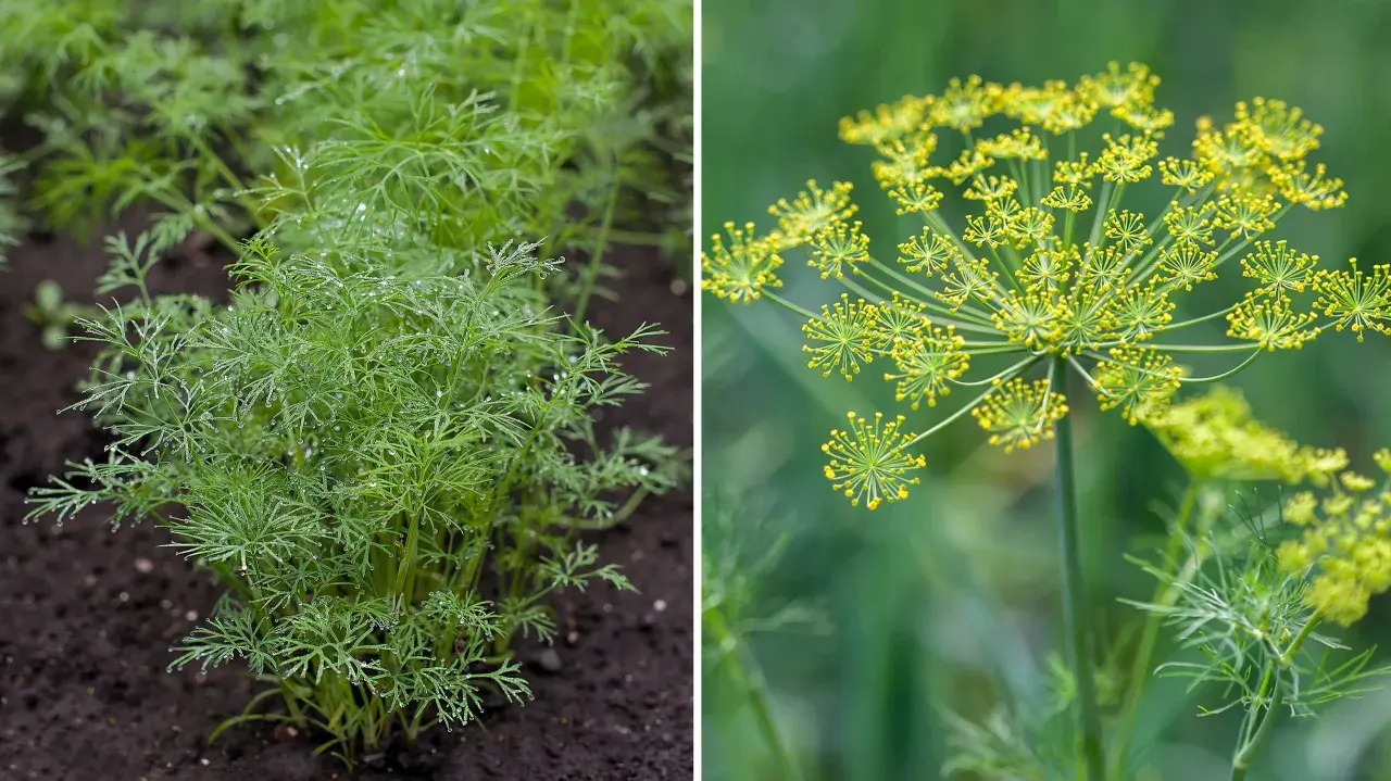 Från små plantor till blomställningar, det är enkelt att odla dill. Denna bild visar hur man odlar dill.