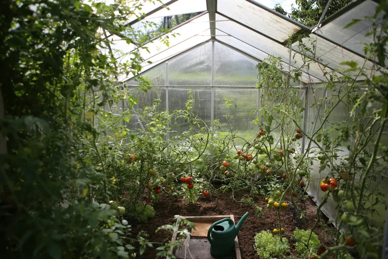 Växthus med frodiga tomatplantor som bär röd och grön frukt. En grön vattenkanna står redo för hydroponisk odling av tomater.