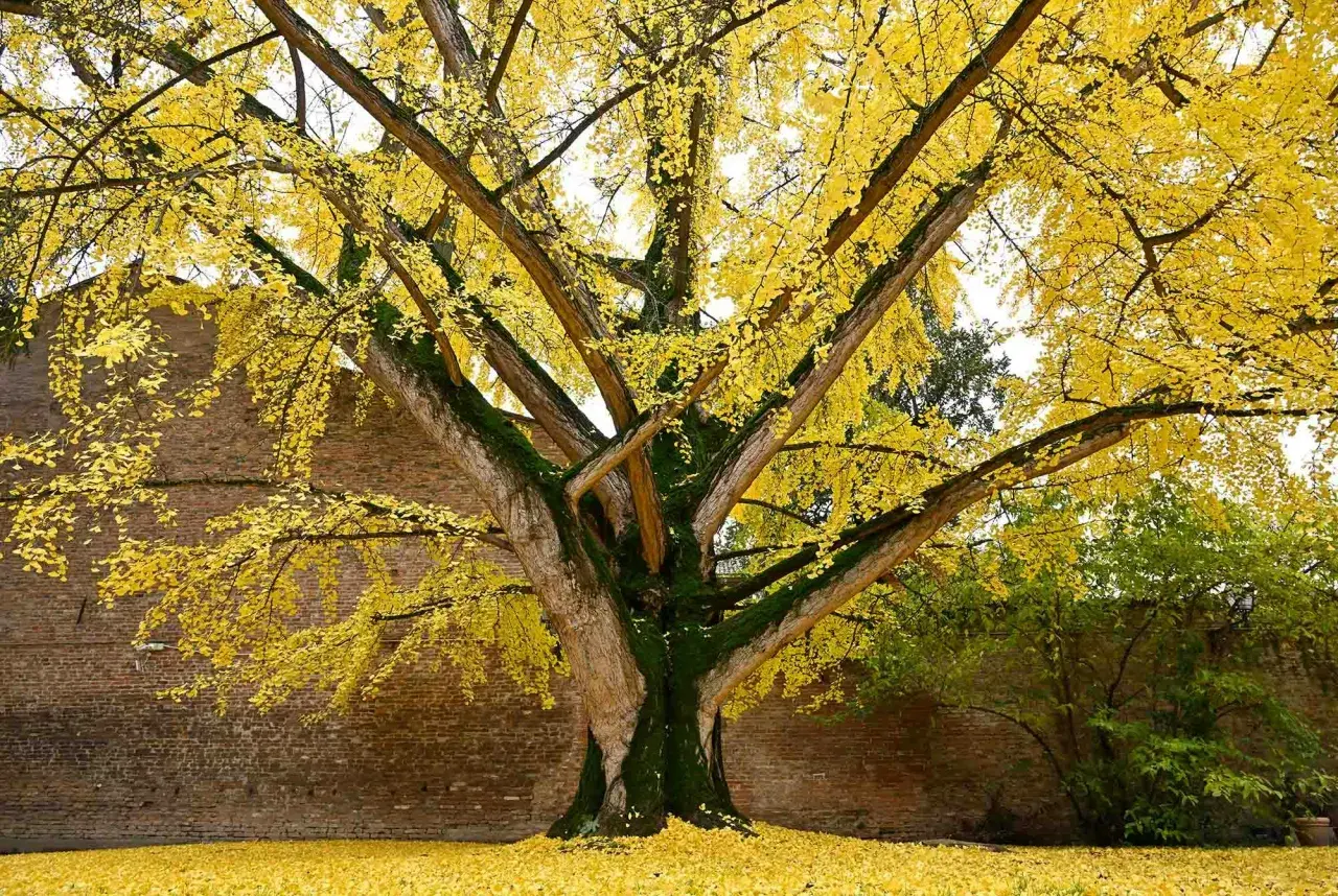 En ståtlig ginkgo biloba i full höstprakt, med gyllene blad som täcker marken.
