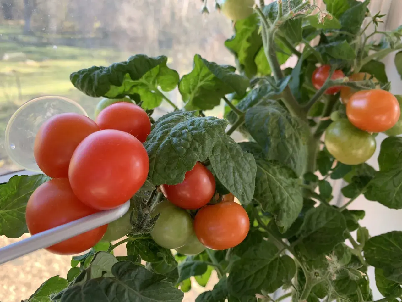 Tänk att få så tomater i januari! Röda och gröna tomater hänger på en planta vid ett fönster.