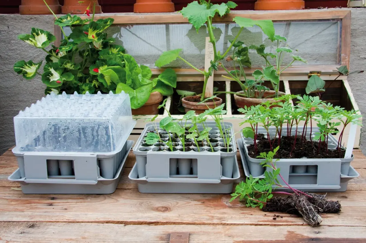 Småplantor i krukor, redo för utplantering. En miniväxthus med lock och plantor som växer så i januari.