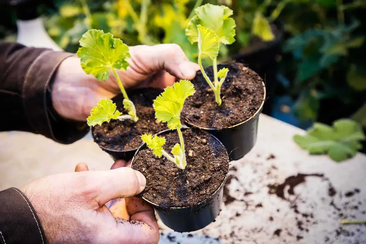 Händer håller tre små sticklingar pelargon i svarta krukor, redo att planteras.