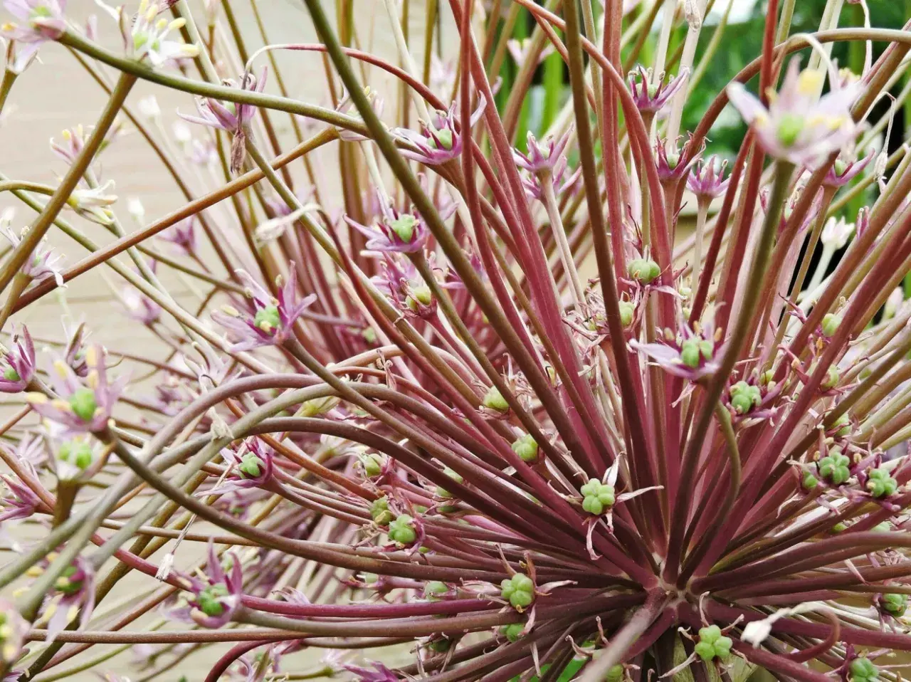 En närbild av en allium blomma med lila stjälkar och små gröna frökapslar.