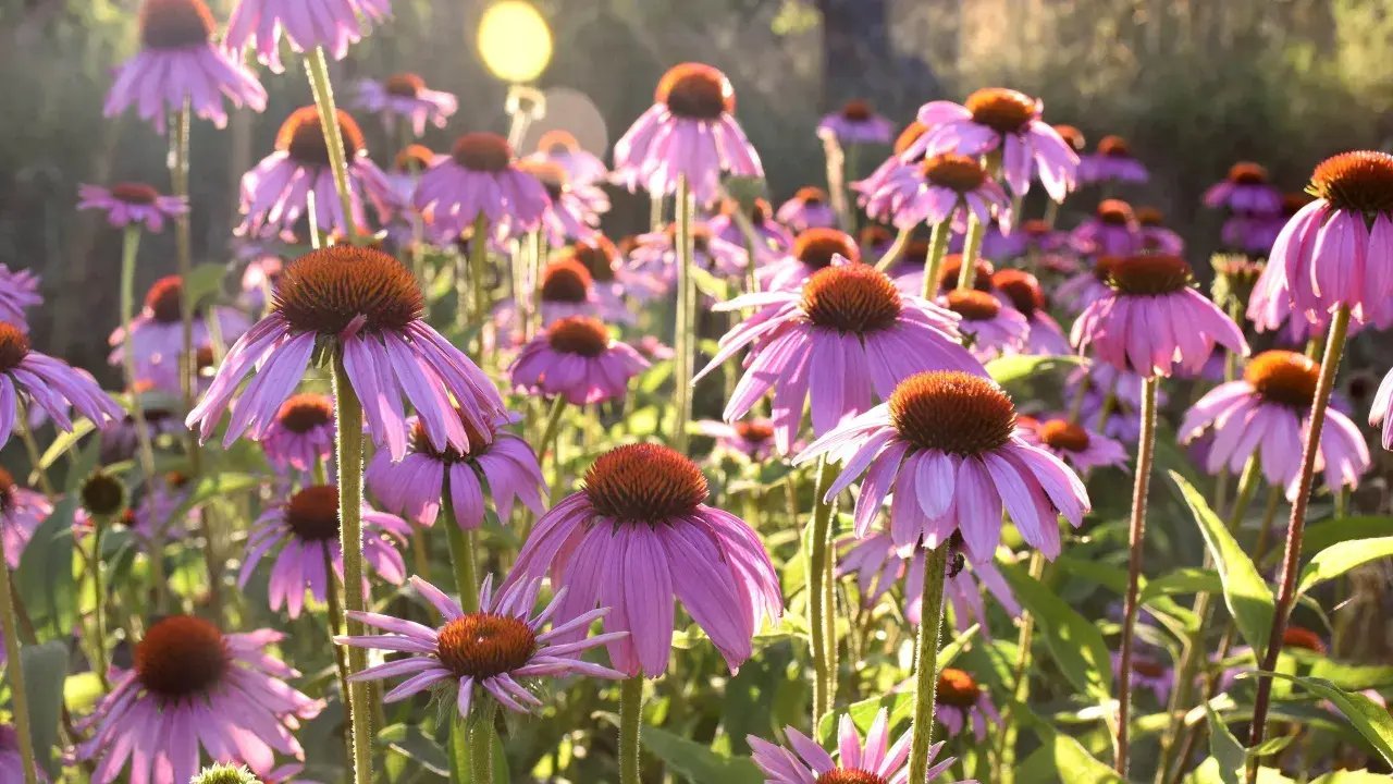 En äng fylld med lila solhatt blommor i solljus. Deras kronblad hänger neråt och de har bruna mittkärnor.