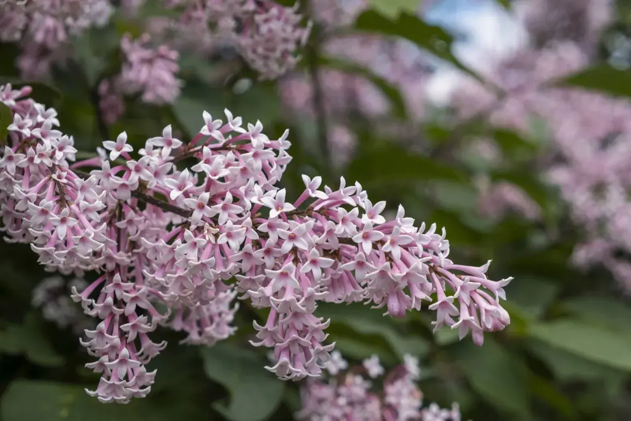 En klase ljusrosa blommor från en ungersk syren hänger ner.